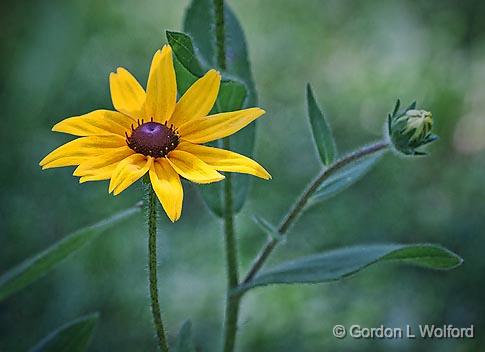 Black-eyed Susan_25700.jpg - Photographed along the Rideau Canal Waterway at Chaffeys Locks, Ontario, Canada.